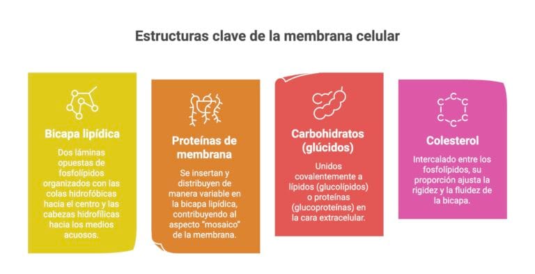 Mosaico Fluido: Estructura y función de las membranas celulares