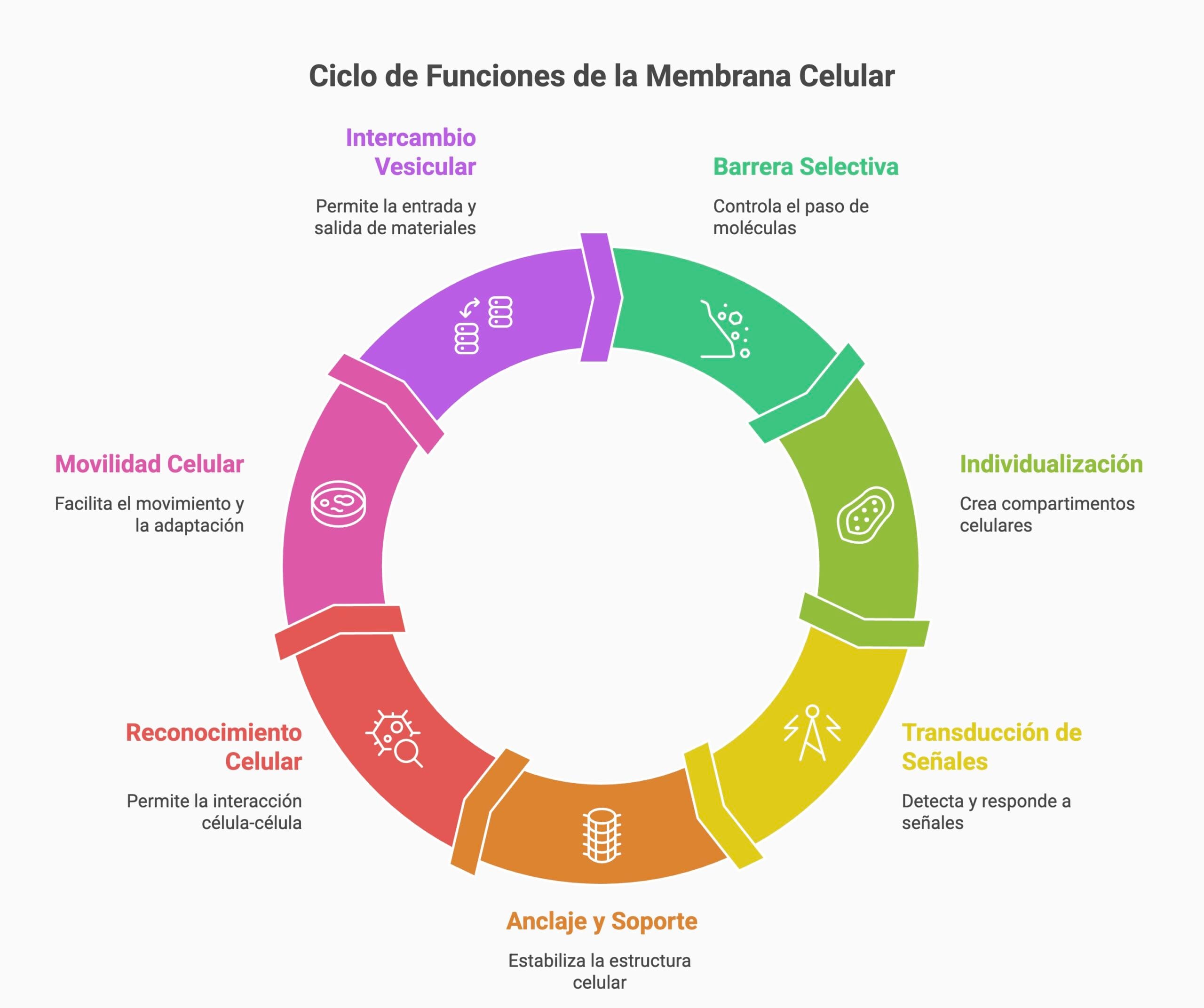 Funciones de la membrana celular: barrera selectiva, señalización celular, reconocimiento celular y transporte vesicular