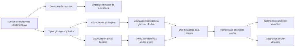 Diagrama de fisiopatologia: función de inclusiones citoplasmáticas inicia con detección de sustratos, su síntesis y almacenamiento en inclusiones de glucógeno o lípidos, movilización según demanda y contribuye a homeostasis celular evitando toxicidad.