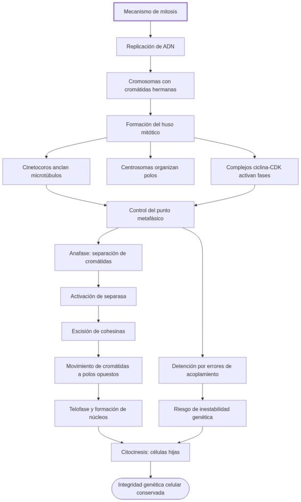 Diagrama de fisiopatologia: mecanismo de mitosis inicia con replicación de ADN, seguido por funciones del huso mitótico y regulación ciclina-CDK, que en fases separan cromátidas y finalizan en células hijas con integridad genética.