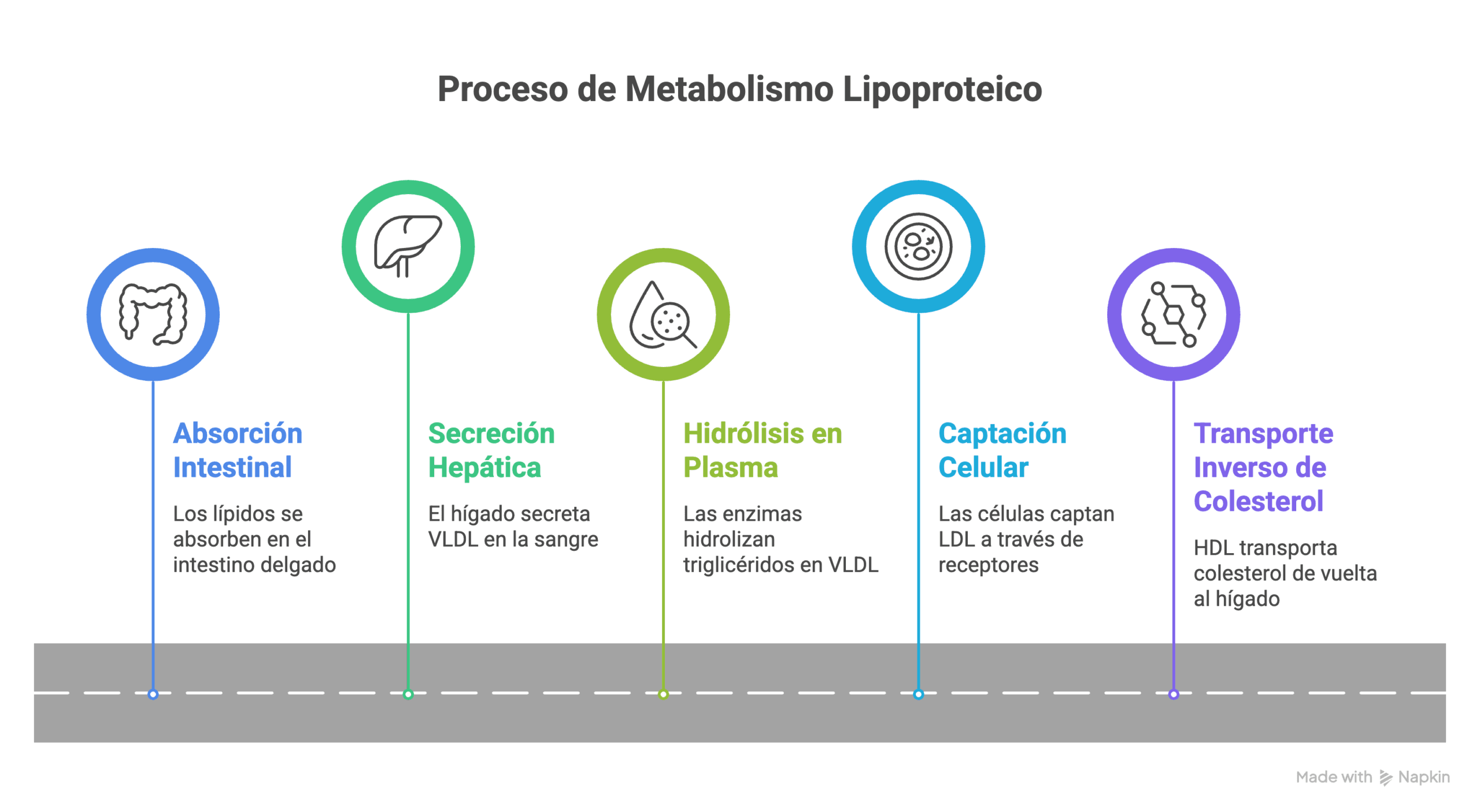 Diagrama del metabolismo lipoproteico con quilomicrones, VLDL, LDL y HDL entre intestino, hígado y tejidos periféricos