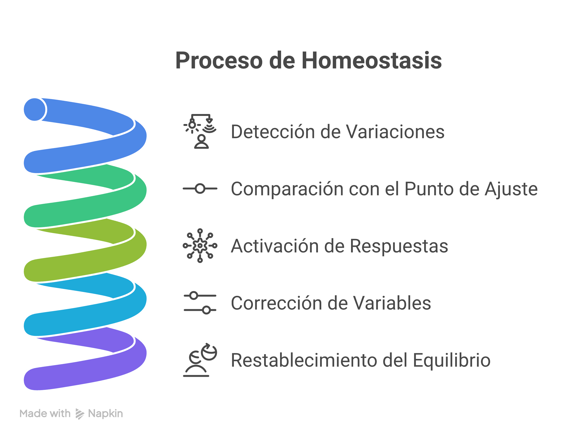 Diagrama del proceso de homeostasis que incluye detección de variaciones fisiológicas, comparación con el punto de ajuste, activación de respuestas reguladoras, corrección de variables y restablecimiento del equilibrio.