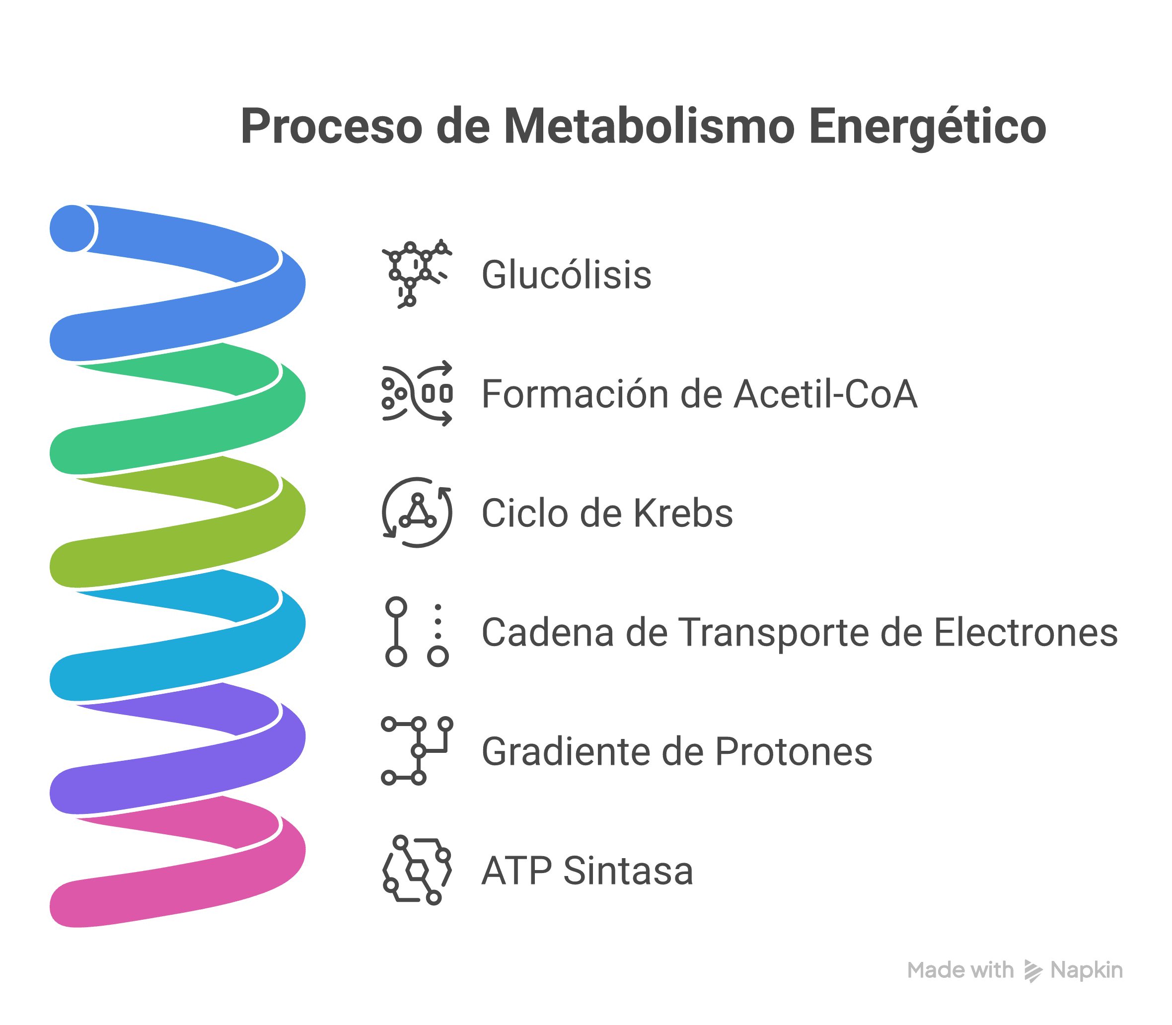 Diagrama del metabolismo energético celular que muestra la secuencia de glucólisis, formación de acetil-CoA, ciclo de Krebs, cadena de transporte de electrones, gradiente de protones y síntesis de ATP.