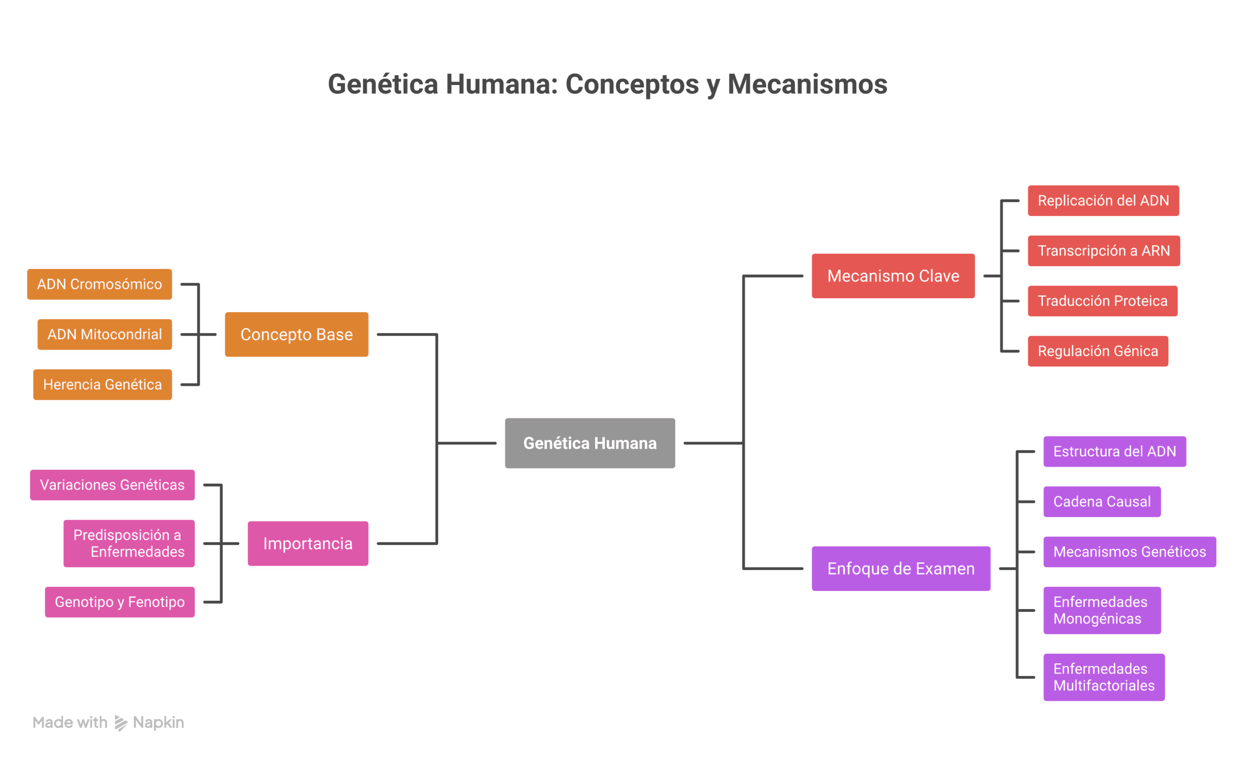 Esquema de genética humana mostrando ADN, genes, cromosomas y procesos de replicación, transcripción y traducción en contexto celular