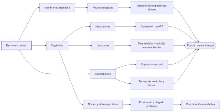Estructura celular: organización y función fundamentales en biología celular
