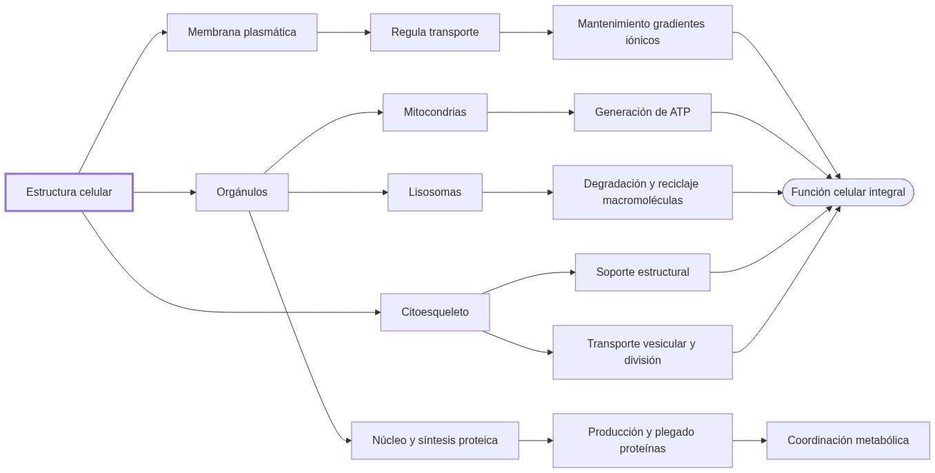 Diagrama de fisiopatologia: la estructura celular determina funciones vitales a través de membranas y orgánulos, afectando síntesis, energía y reciclaje celular.