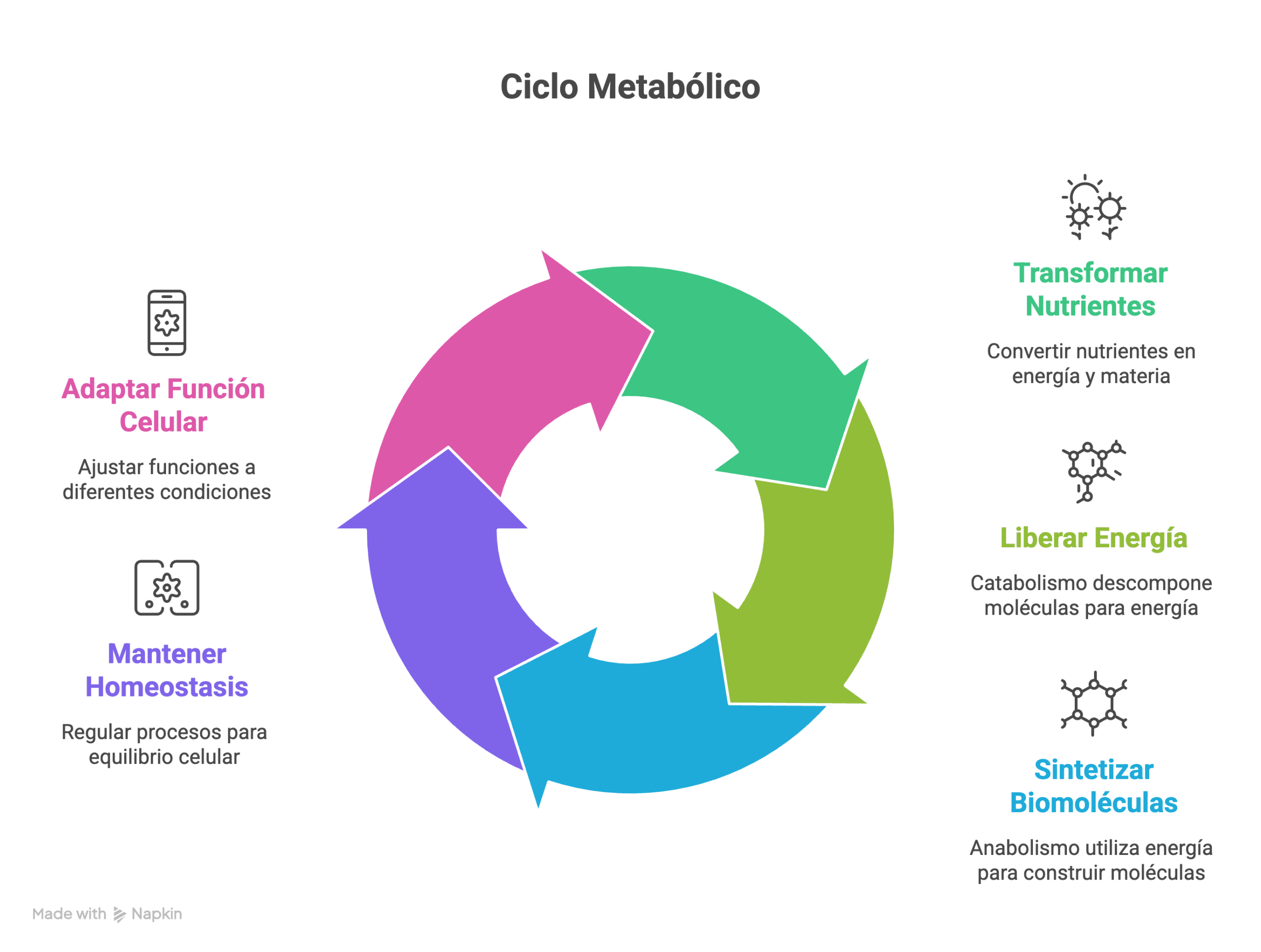 Metabolismo celular: ciclo metabólico que muestra catabolismo, anabolismo, liberación de energía y mantenimiento de la homeostasis